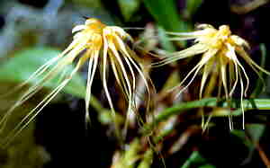 Bulbulbophyllum vaginatum  Malaya