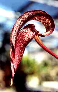 Bulbophyllum fritilliflorum