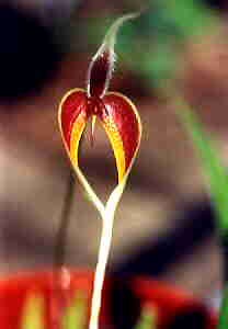 Bulbophyllum masdevalleacum