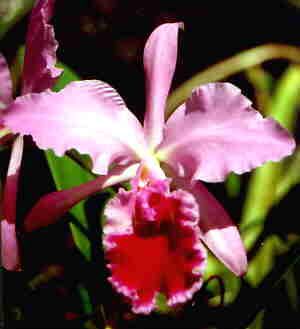 Cattleya jenmanii