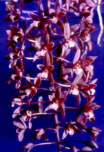 Cymbidium canaliculatum Var sparkesii