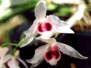 Dendrobium rhodopterygium semialba