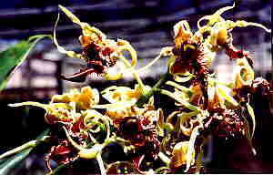 Dendrobium spectabile