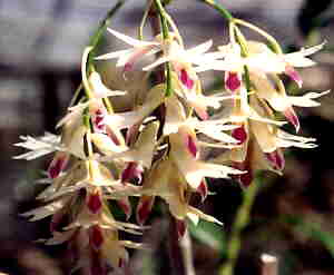 Dendrobium amethystaglossum