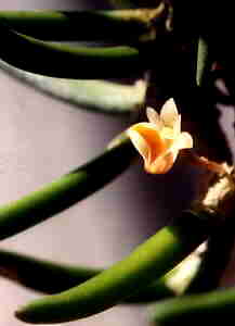 Dendrobium lichenastrum Var prenticei