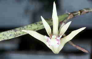 Dendrobium mortii