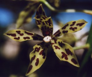 Grammatophyllum measuresianum Var Erectum 'Burleigh Park'