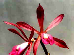 Nervilia discolor- flower