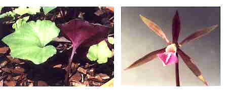 Nervilia uniflora: Leaf and Flower