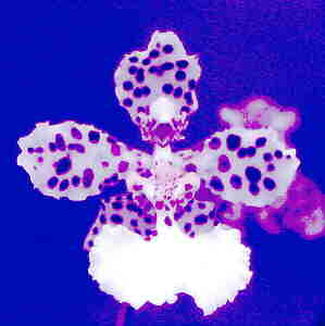 Oncidium Jonesianum