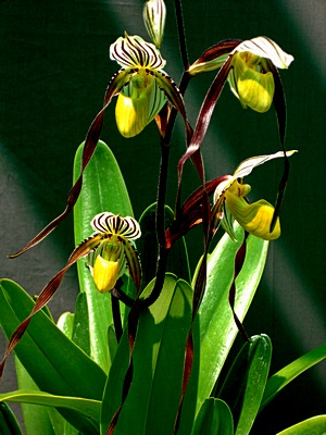 Paphiopedilum roebellinii