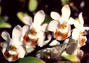 Phalaenopsis Lobbii