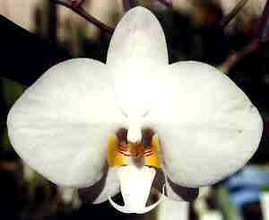 Phalaenopsis Philippinense