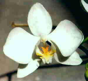 Phalaenopsis Rosenstromii