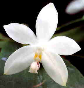 Phalaenopsis tetraspis Alba