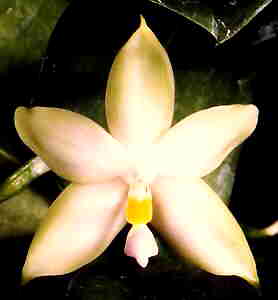 Phalaenopsis Violacea Alba