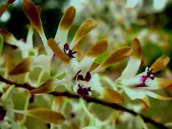 Dendrobium canaliculatum var nigrescens