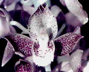Catasetum fimbriatum
